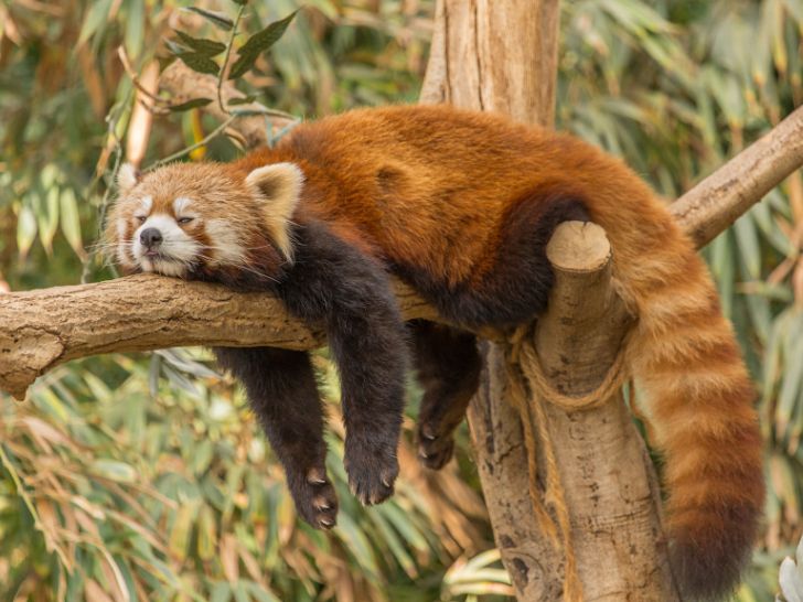 aldergrove zoo