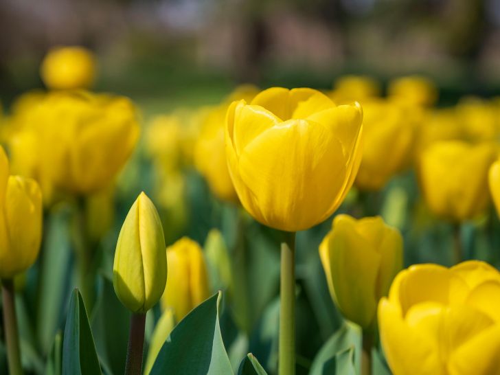 Spring Break in Fraser